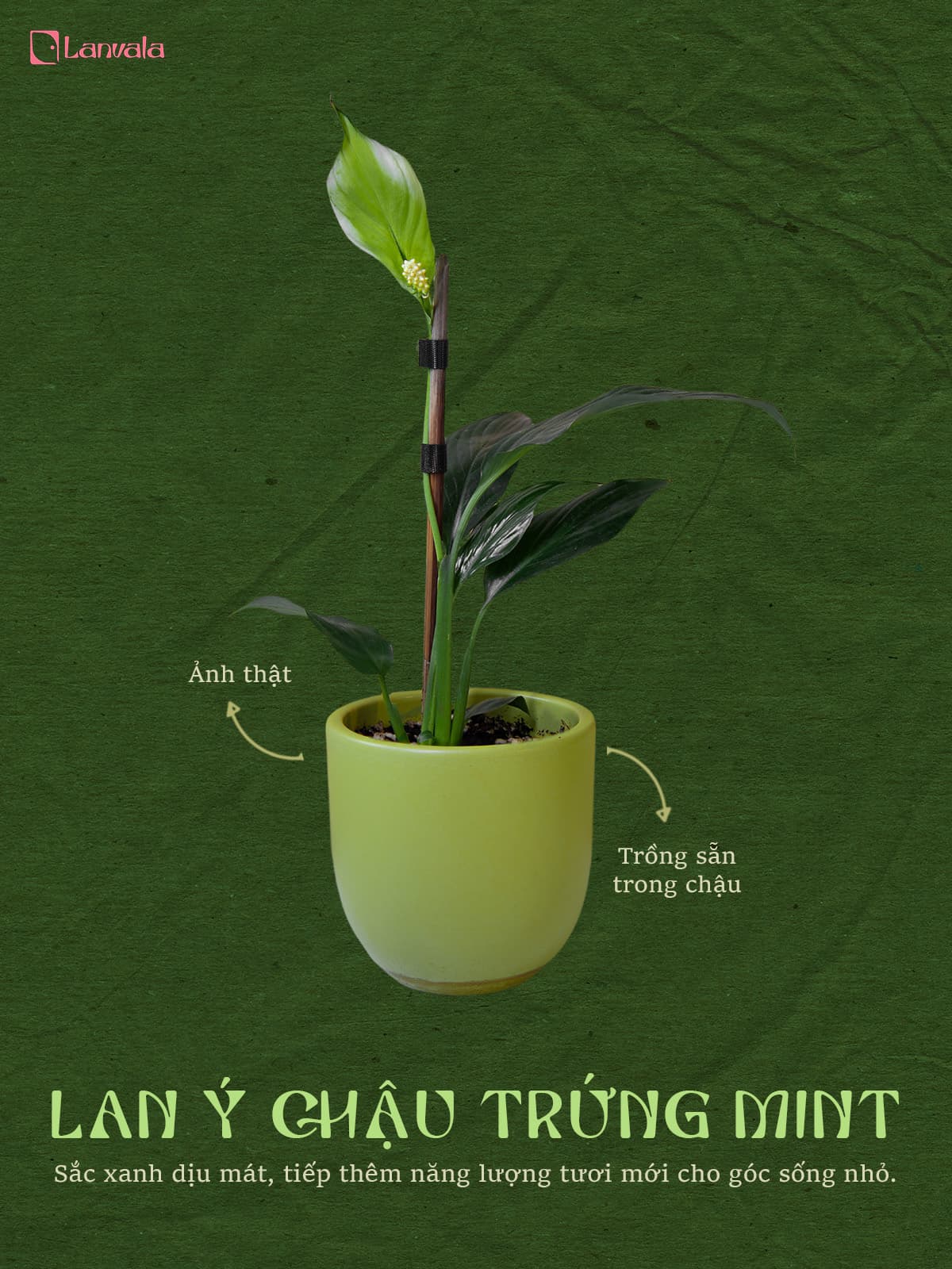 Lan Ý để bàn Lanvala (Cao 40cm) | Chậu Mint dáng trứng | Cây cảnh để bàn dễ chăm