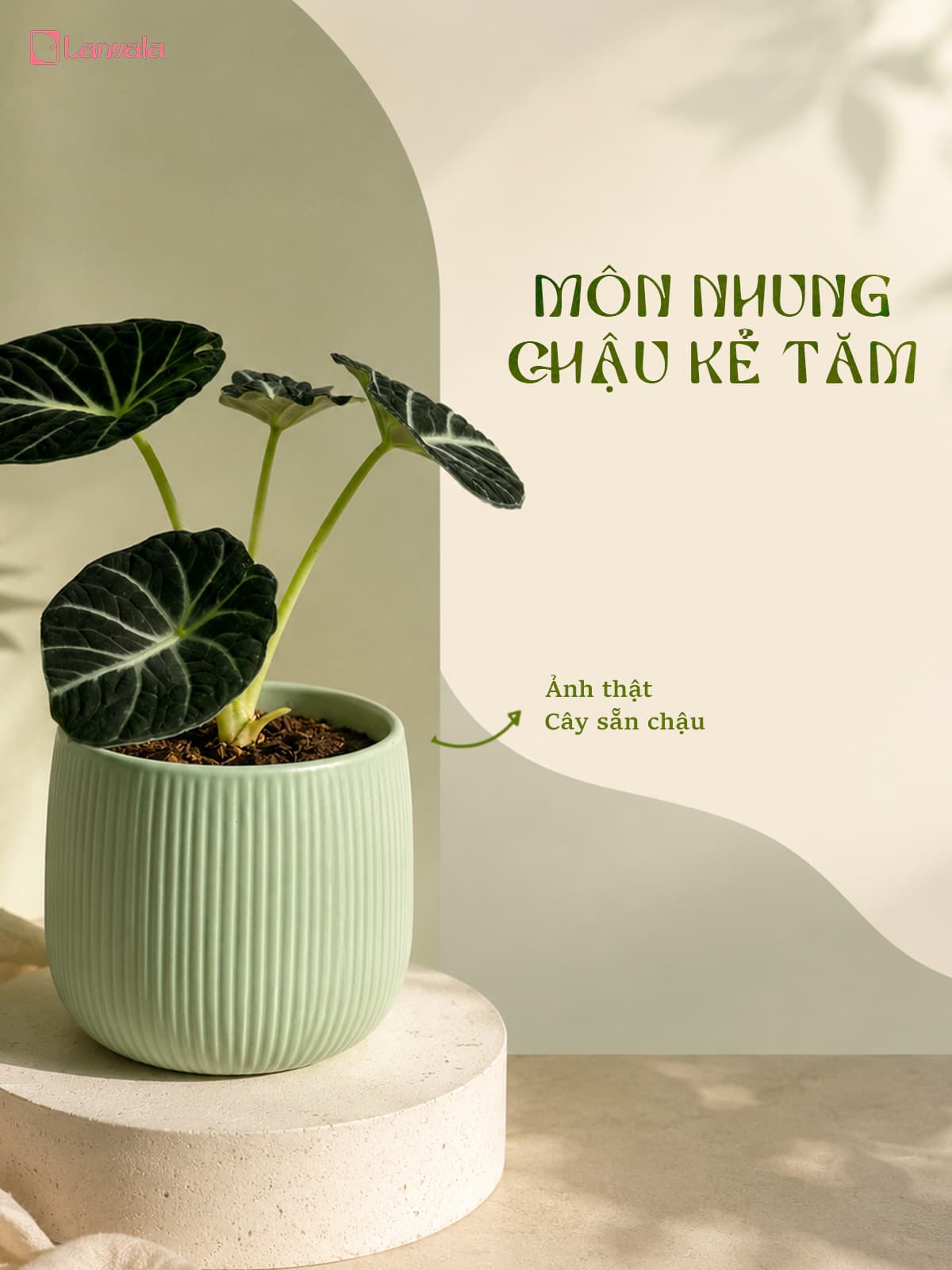 Cây Môn Nhung Đen để bàn Lanvala | Alocasia Black Velvet chậu tráng men xanh mint 13x13cm