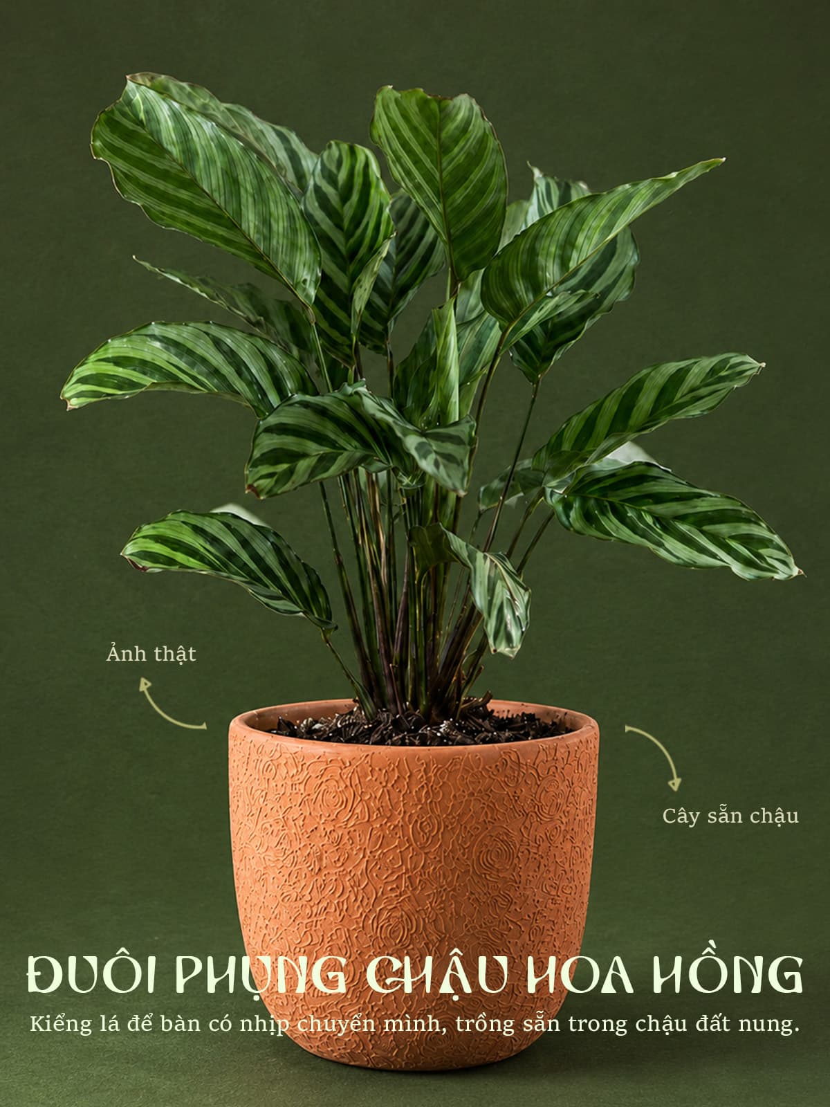 Cây Đuôi Phụng Đuôi Công Lanvala | Chậu đất nung Hoa Hồng 14x13cm | Kiểng lá để bàn sẵn chậu