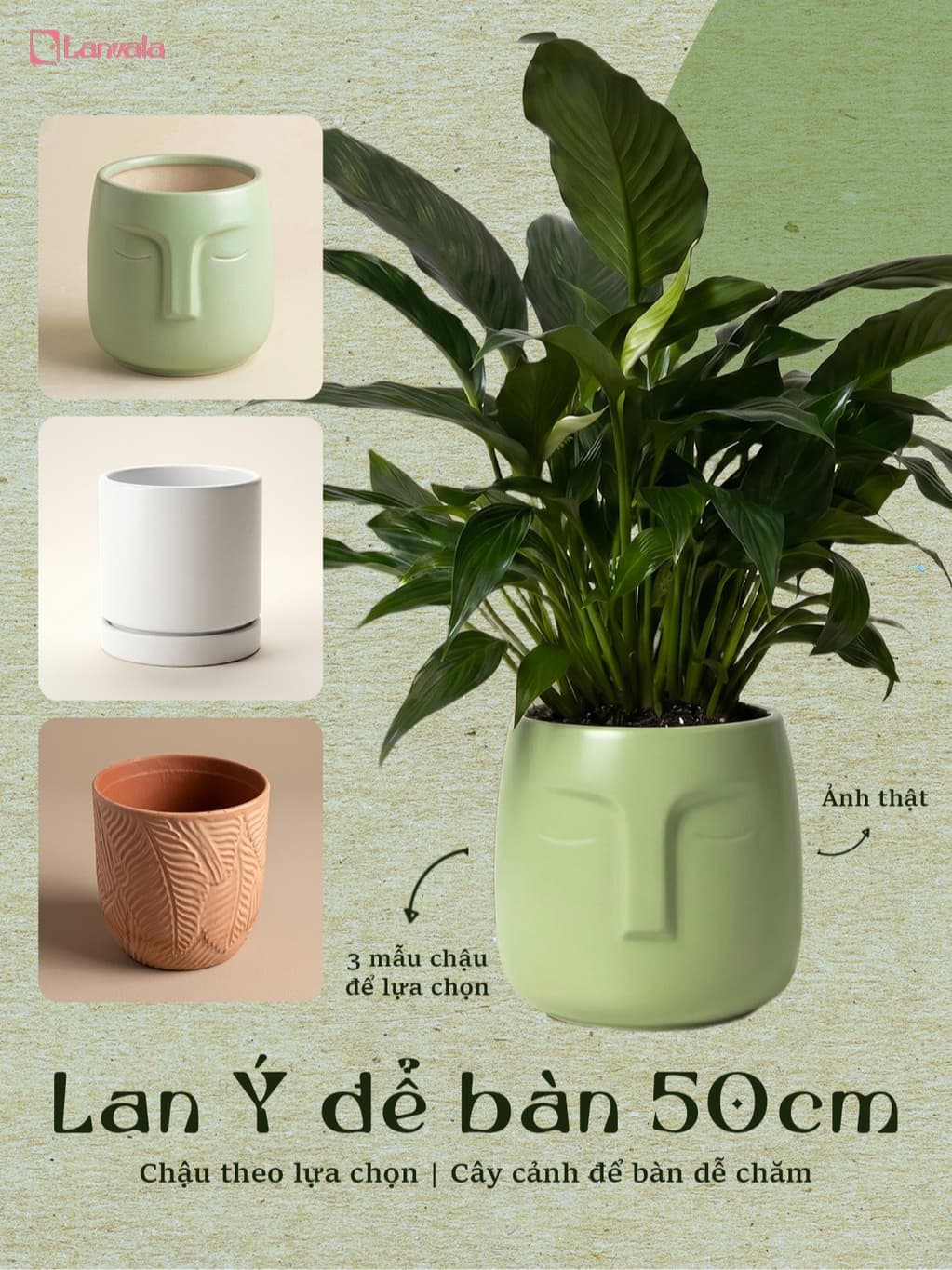 Lan Ý Sẵn Chậu Lanvala Cao 50cm | Spathiphyllum Cochlearispathum | Chậu Theo Lựa Chọn | Cây Để Bàn Dễ Chăm